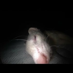 Meet your Posher, Sidneh